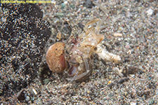 hermit crab